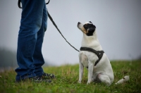 Picture of mongrel dog on a leash, sitting in front of owner