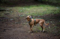 Picture of mongrel dog on a leash