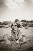 Picture of Mongrel dog on beach with owner
