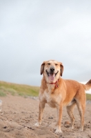 Picture of mongrel dog on beach