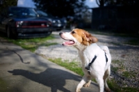 Picture of mongrel dog playing funny in a courtyard