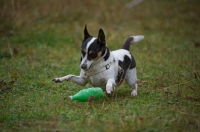 Picture of mongrel dog playing with toy