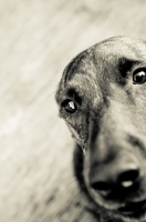 Picture of mongrel dog, portrait in black and white