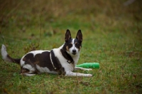 Picture of mongrel dog resting near toy