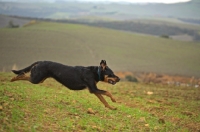 Picture of Mongrel dog running down an hill