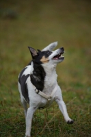 Picture of mongrel dog running