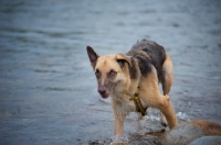 Picture of Mongrel dog, shepherd mix, looking suspicious in the water
