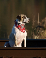 Picture of Mongrel dog sitting in boat