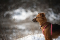 Picture of mongrel dog standing in a snow-covered countryside field and watching