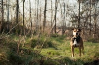 Picture of mongrel dog standing in forest