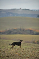 Picture of Mongrel dog standing on an hill