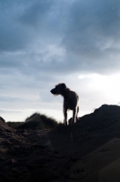 Picture of Mongrel dog standing on dune