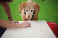 Picture of mongrel dog waiting for trainer to give treat while training