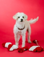 Picture of Mongrel dog with toys