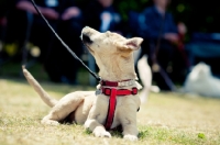 Picture of Mongrel in harness, resting on grass