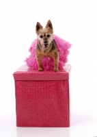 Picture of Mongrel in pink tutu