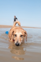 Picture of Mongrel in sea