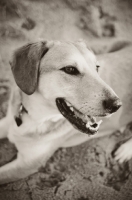 Picture of mongrel lying in sand