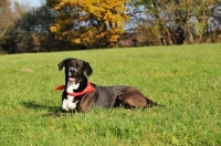 Picture of Mongrel lying on grass