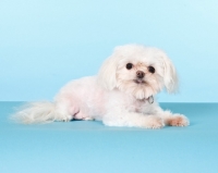 Picture of mongrel, maltese mix