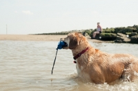 Picture of Mongrel near shore