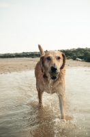 Picture of mongrel (non pedigree dog) on beach