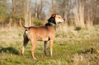 Picture of mongrel (non pedigree dog) on grass