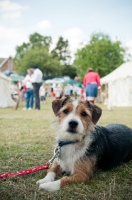 Picture of Mongrel on grass, on lead