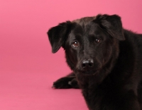 Picture of Mongrel on pink background