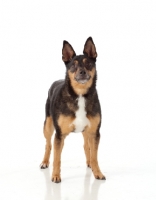 Picture of mongrel on white background