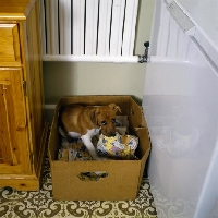 Picture of mongrel puppy in bed in a box holding a cushion