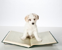 Picture of Mongrel puppy on book