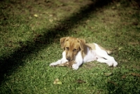 Picture of mongrel puppy with a toy