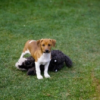 Picture of mongrel puppy with toy