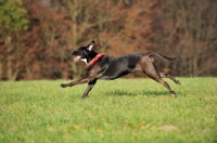 Picture of Mongrel running at full speed