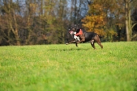 Picture of Mongrel running in field