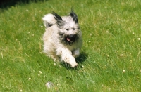 Picture of mongrel running in grass