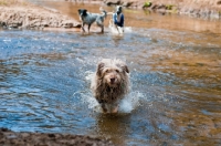 Picture of mongrel running through water