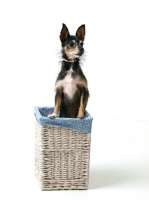 Picture of mongrel sitting on basket