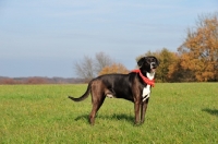 Picture of Mongrel standing in field