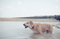 Picture of Mongrel standing in sea