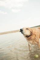 Picture of Mongrel standing in water, shaking of water