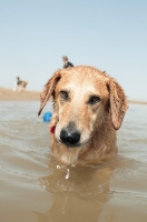 Picture of Mongrel walking in sea