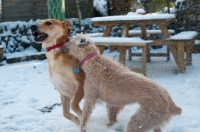 Picture of Mongrels playing in winter