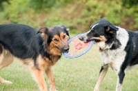 Picture of Mongrels playing with a ring