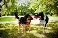 Picture of Mongrels playing with a ring