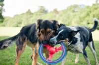 Picture of Mongrels playing with a ring