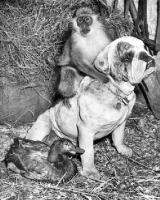 Picture of monkey on top of a bulldog