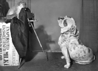 Picture of Monkey photographing a Bulldog