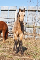 Picture of Morgan foal, front view